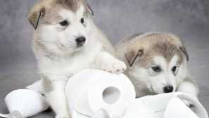 Jak učit husky na záchod doma a venkovní